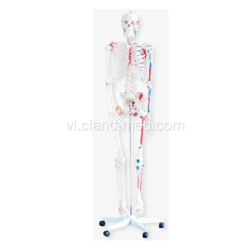 Bộ xương với cơ và dây chằng 180cm Tall